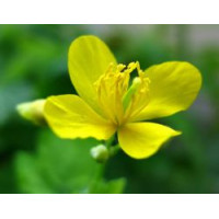 Чистотіл – Природний цілитель